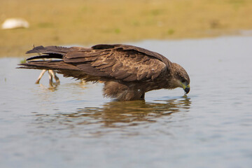 Black-eared Kite in the water