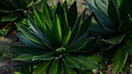 Big Cactus plant like Aloe vera in the Garden 