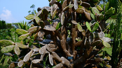Prickly Pear Cactus in the cactus garden