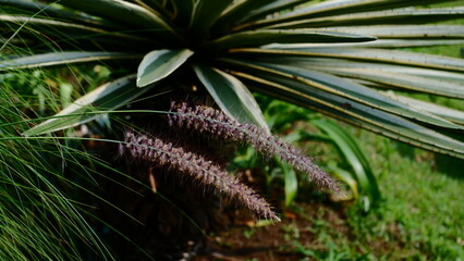 Weeds and other plant backgrounds