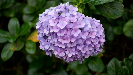 Hortensia flowers or violet flowers
