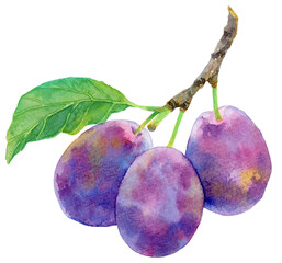 プルーンの枝　水彩画　3つの実