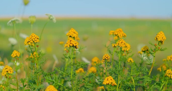 Wild yellow flower field. Herbaceous flowering perennial plant on meadow. Sunset light. Common tansy, bitter golden cow buttons. Close-up. Countryside. Windy weather. Blurred background.