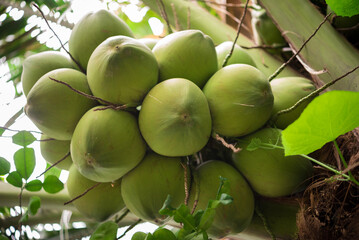 Coconut tree,  fresh coconut on the tree, young coconut tree