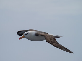 Albatross in flight