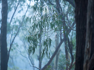 forest in the morning