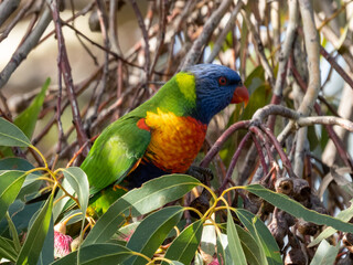 Lorikeet
