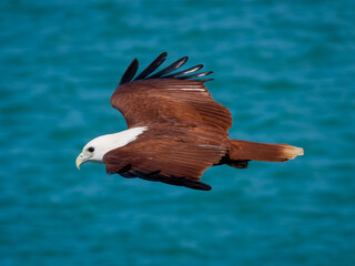 eagle in flight