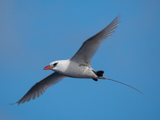 Tropic Bird