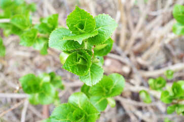 アジサイの新芽