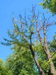 Tall, Spindly September Tree