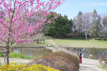 桃の花が咲く公園の風景