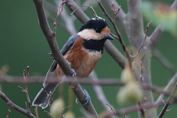 varied tit on a branch