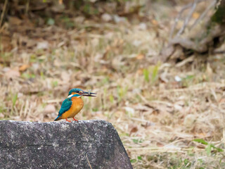 小魚を加えたカワセミ