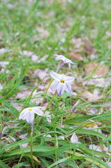 ハナニラの花