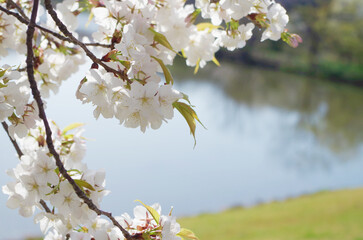 池を背景にした桜の花のクローズアップ