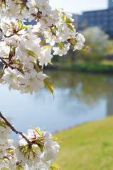 池を背景にした桜の花のクローズアップ