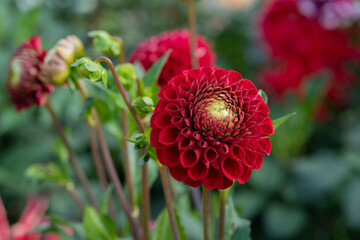 Red dahlia close up. Ideal geometry in nature. Floral vertical background for screensavers,...