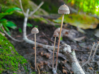 mushroom in the forest