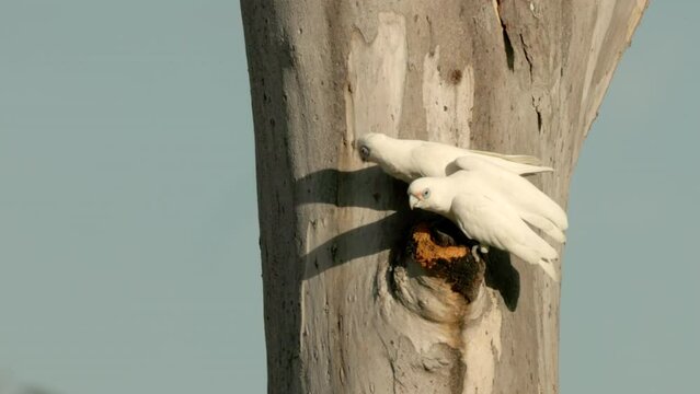 a high frame rate clip of a pair little corellas on a tree trunk at port macquarie of nsw, australia