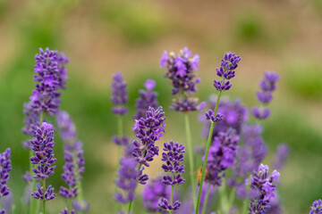 Obraz premium Lavender flowers in lavender land