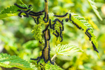 A lot of black caterpillars of the peacock butterfly on nettles close-up,blurred background. A black caterpillar with spikes and white dots eats the leaves of the stinging nettle