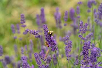 Obraz premium Bees on the lavender flowers.