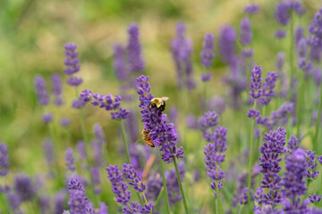 Bees on the lavender flowers.