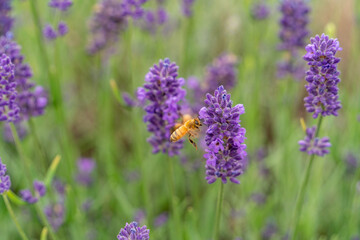 Bees on the lavender flowers.