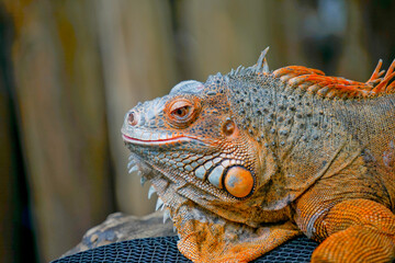 side view of orange iguana head closeup with blurry background.
