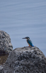 獲物を見つめるカワセミ
