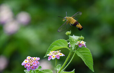 ランタナの花の近くで飛ぶオオスカシバ