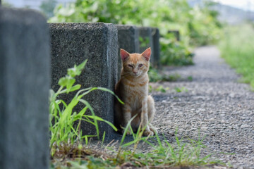 こちらを見つめる子猫