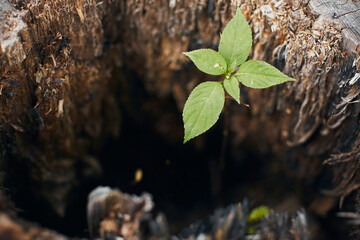 The stump from which a new sprout grows. The concept of life after a shock. Macro photo. Front view.
