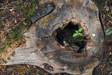 The stump from which a new sprout grows. The concept of life after a shock. Front view.