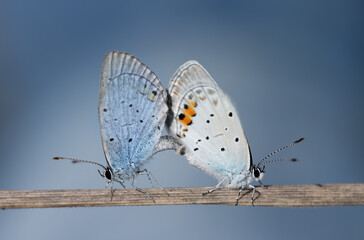 Close-up of two little blue cubs (Cupido) making love to each other. The background is blue. The butterflies sit on a dry stalk.