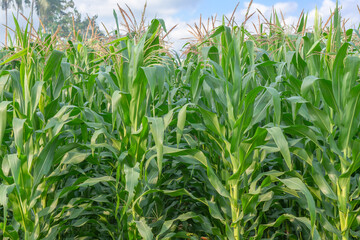 Mature corn field in bloom, fresh green leaves on a clear sky background