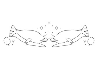 アザラシ
