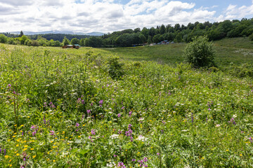 Obraz premium the summer period of the year, flowering plants, mountainous terrain, the best time for walking in nature.