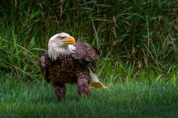 Bald Eagle walking in foliage.