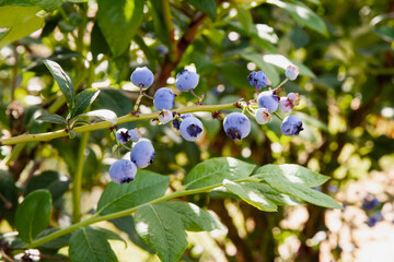 Fresh ripe blueberries growing in an orchard; blueberry cluster on bushes on a farm