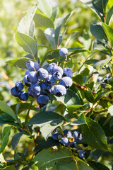 Fresh ripe blueberries growing in an orchard; blueberry cluster on bushes on a farm