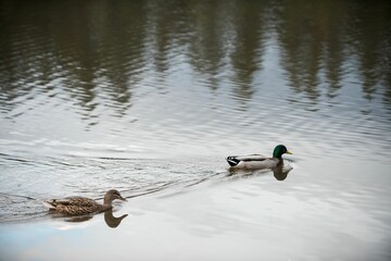 Fototapeta premium Mallard ducks swimming in lake
