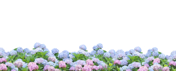 紫陽花の花の背景パターン/梅雨/お中元/暑中見舞い/パノラマ/6月/背景透過