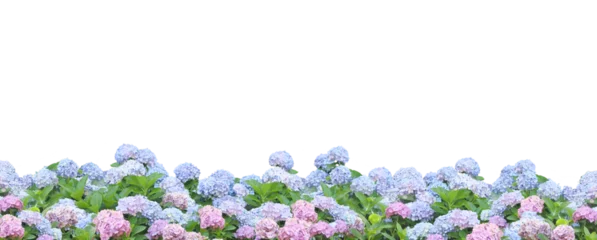 Rolgordijnen 紫陽花の花の背景パターン/梅雨/お中元/暑中見舞い/パノラマ/6月/背景透過 © pixelstock0.com