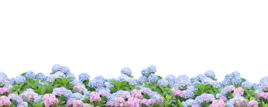 紫陽花の花の背景パターン/梅雨/お中元/暑中見舞い/パノラマ/6月/背景透過