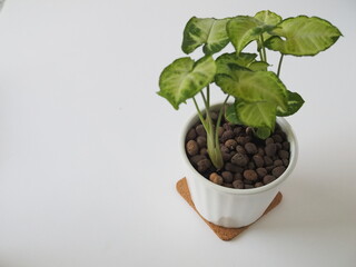 記念日にもらったオシャレな花
