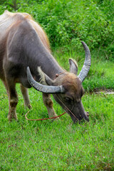 A close look at the head of a buffalo eating grass in the field
