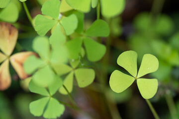 Close up of the four-leaf clover with blur background