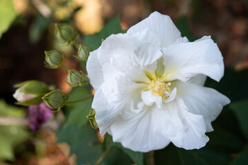 Close up of Gossypium Herbaceum flower